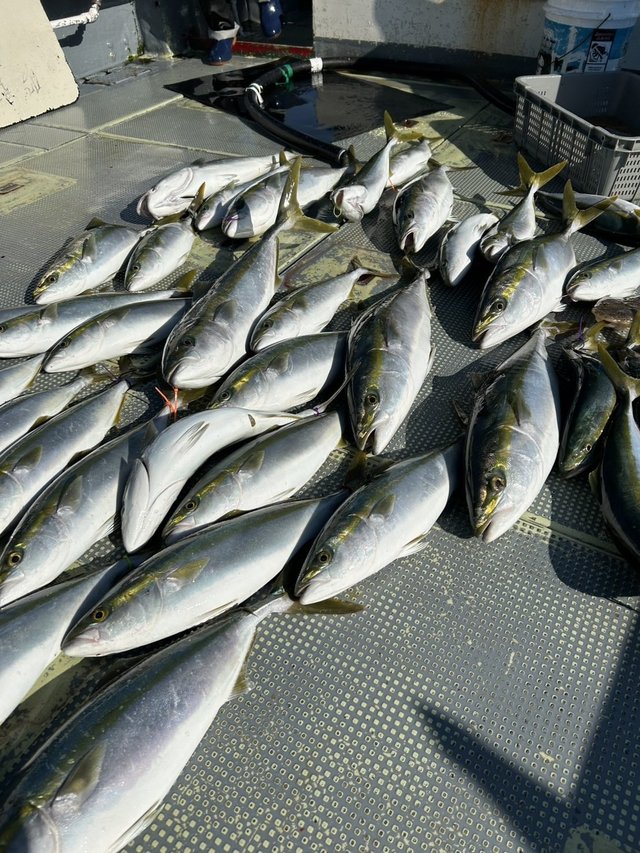 ハマチ(ブリ)・コチ(マゴチ)