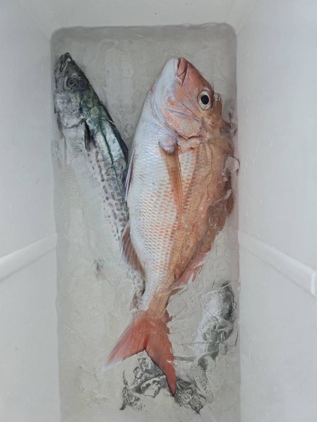 マダイ・サゴシ(サワラ)