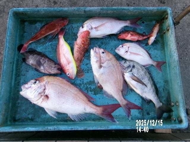 マダイ・クロダイ・マハタ・イトヨリ(イトヨリダイ)・ホウボウ