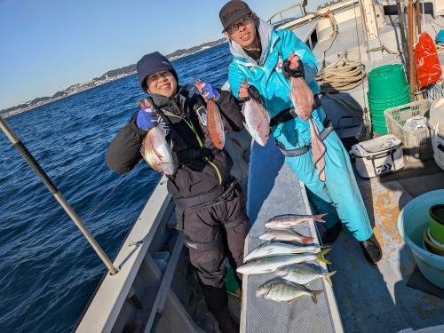 マダイ・カイワリ・イナダ(ブリ)