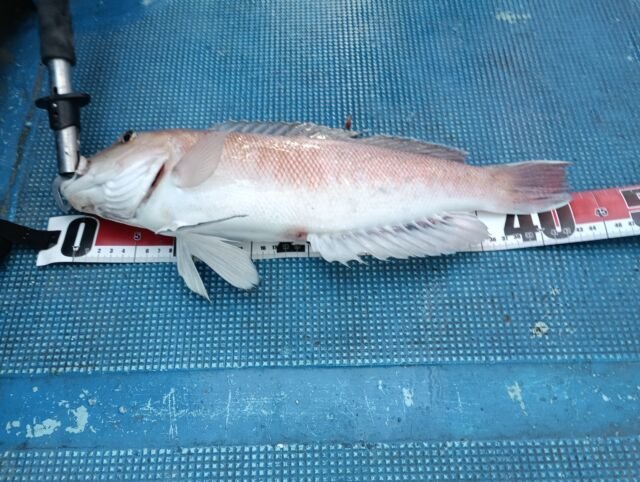 アマダイ(アカアマダイ)