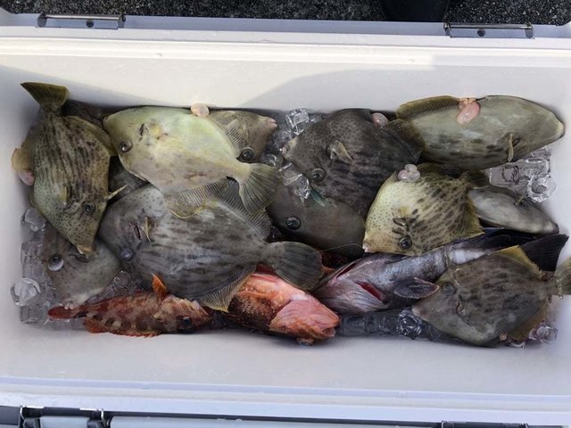 タイ(マダイ)・マハタ・ベラ(キュウセン)・カサゴ・カワハギ・ウマヅラハギ・エソ(マエソ)