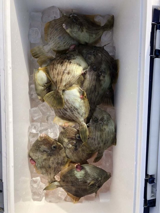 マハタ・ベラ(キュウセン)・カサゴ・カワハギ・ウマヅラハギ・エソ(マエソ)