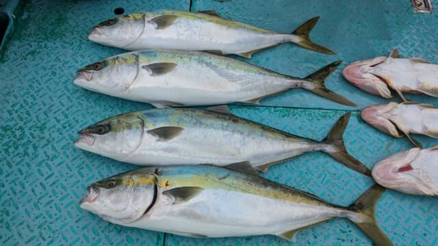 ワラサ(ブリ)・コチ(マゴチ)