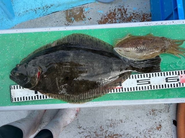 ワニゴチ・ヒラメ