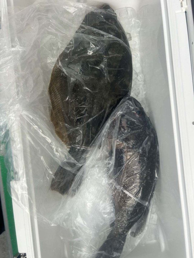 クロソイ・ヒラメ