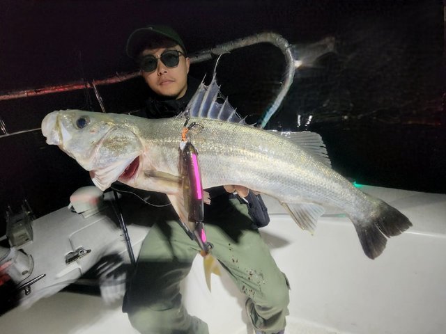 シーバス(スズキ)