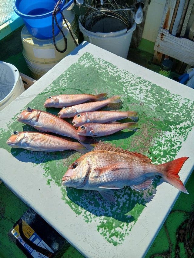 マダイ・アマダイ(アカアマダイ)