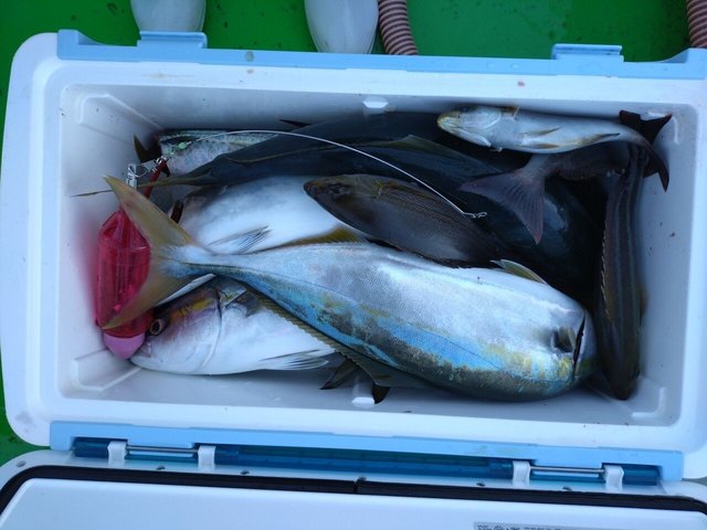 イナダ(ブリ)・イサキ