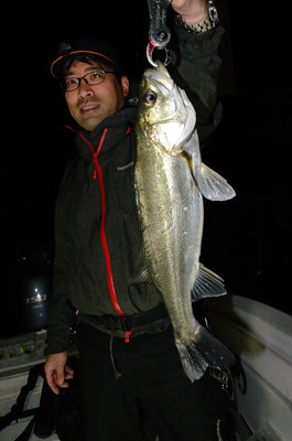 シーバス(スズキ)