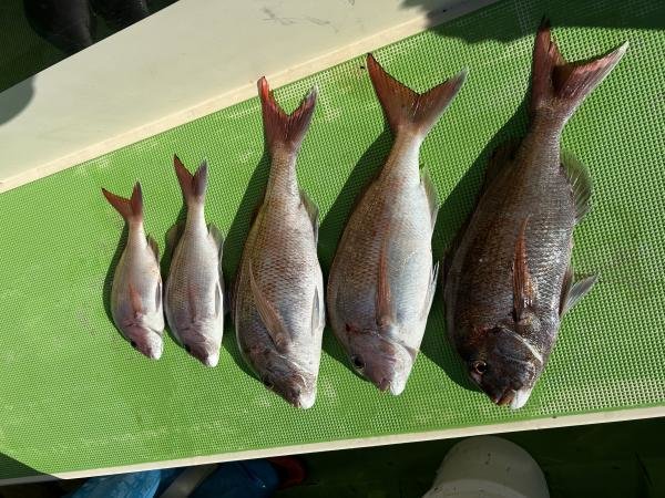 マダイ・アマダイ(アカアマダイ)