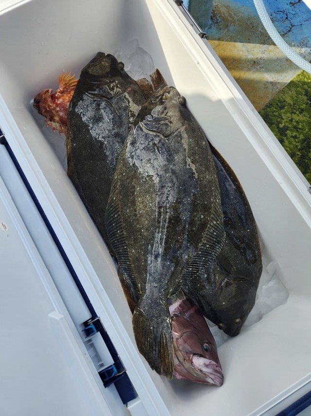 カサゴ・ヒラメ・ハタ(マハタ)