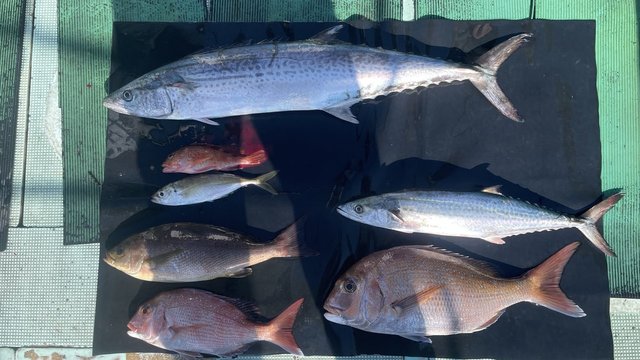 マダイ・イサキ・サワラ・サゴシ(サワラ)