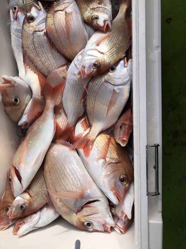 ハナダイ(チダイ)