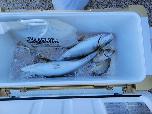 カイワリ・イナダ(ブリ)