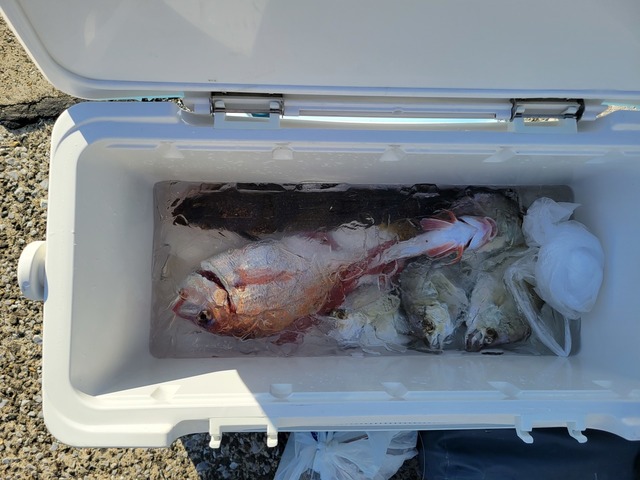 ハナダイ(チダイ)・カイワリ