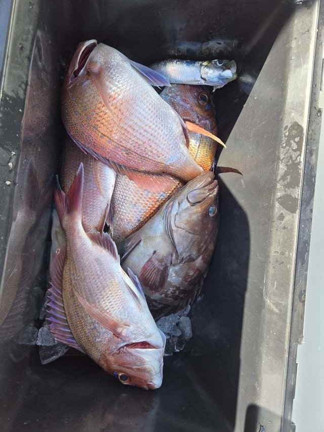 マダイ・ハタ(マハタ)