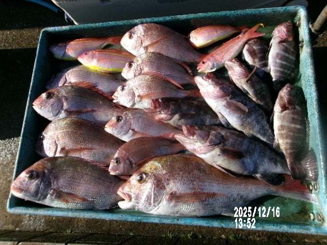 マダイ・マハタ・イトヨリ(イトヨリダイ)