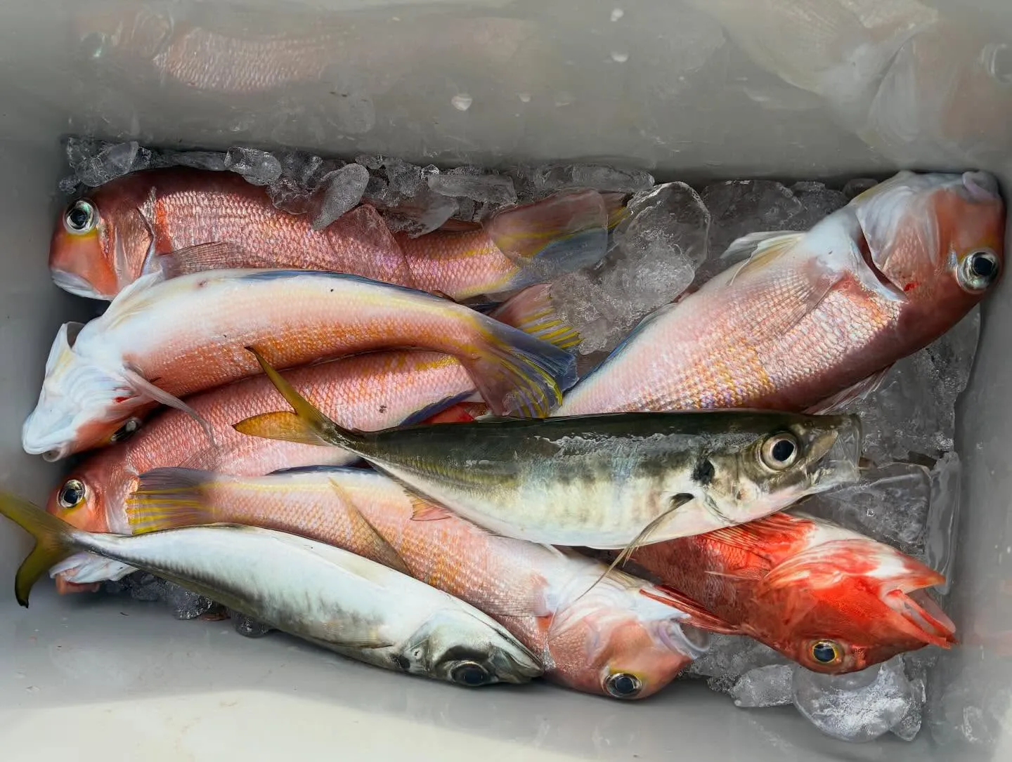 アジ(マアジ)・アマダイ(アカアマダイ)・ホウボウ