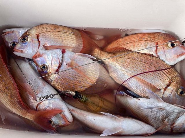 ハナダイ(チダイ)