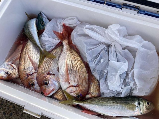 ハナダイ(チダイ)・アジ(マアジ)