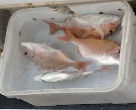 マダイ・ハナダイ(チダイ)