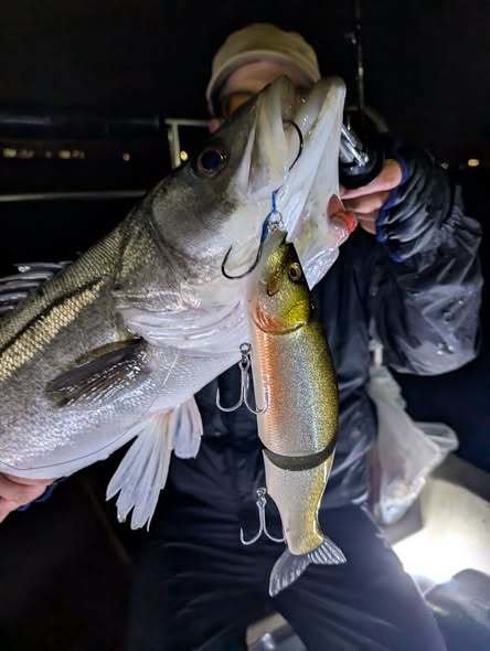 シーバス(スズキ)