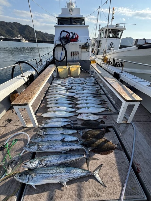 マダイ・ブリ・サワラ・サゴシ(サワラ)・ヒラメ