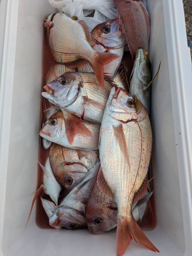 ハナダイ(チダイ)