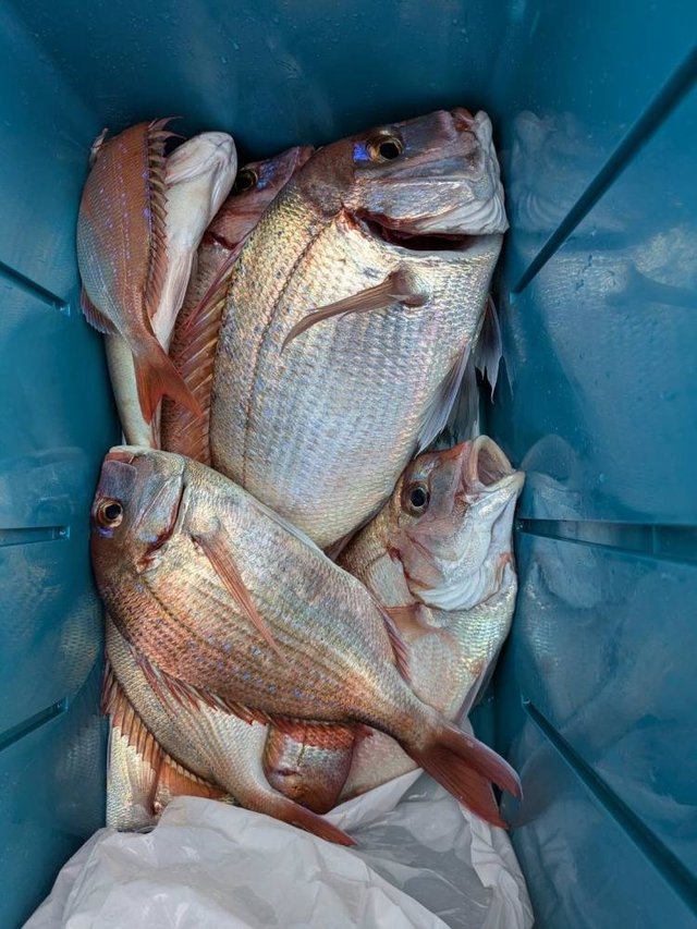 ハナダイ(チダイ)