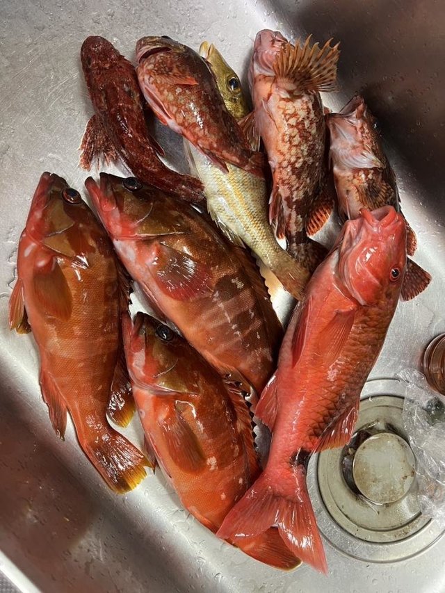 アカハタ・オジサン・カサゴ