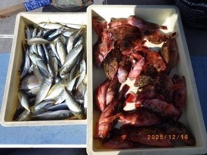 アジ(マアジ)・カサゴ・ウルメイワシ