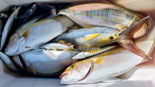 ネイリ(カンパチ)