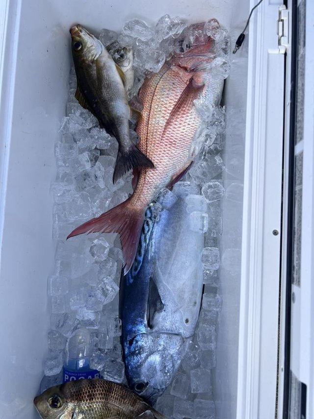 マダイ・イサキ・スマ