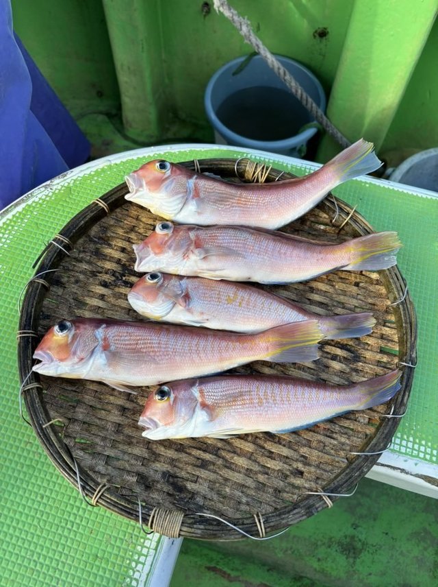 アマダイ(アカアマダイ)