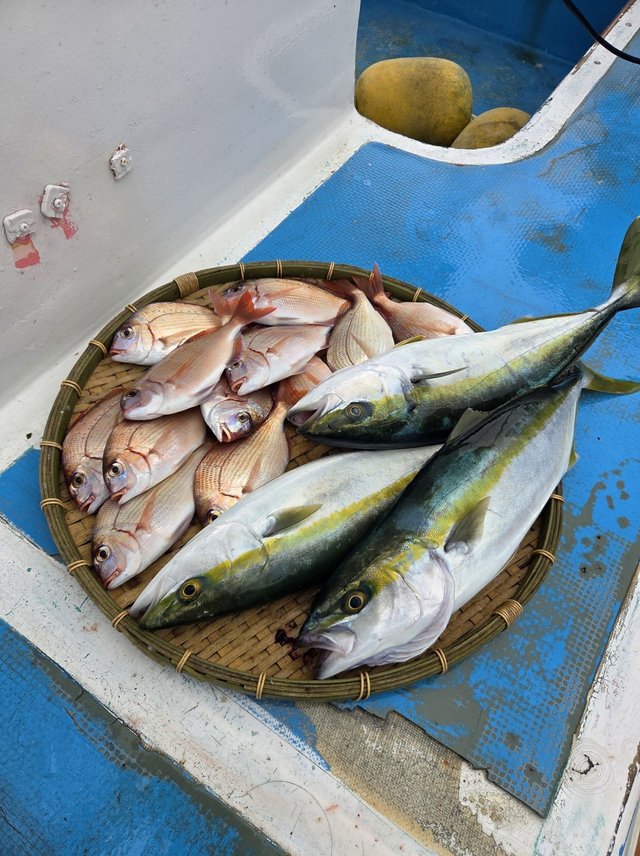 ハナダイ(チダイ)・イナダ(ブリ)