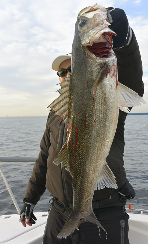 シーバス(スズキ)