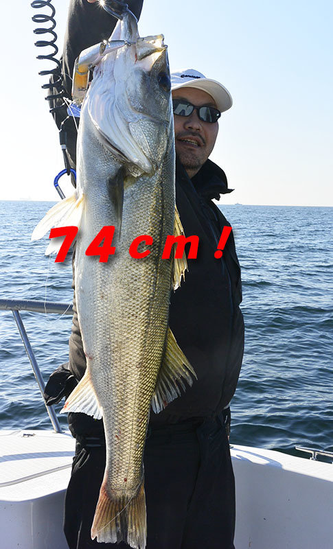 シーバス(スズキ)