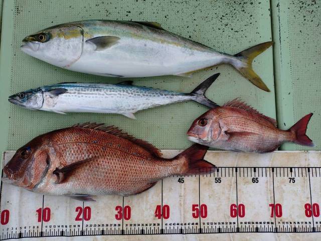 タイ(マダイ)・メジロ(ブリ)・サゴシ(サワラ)