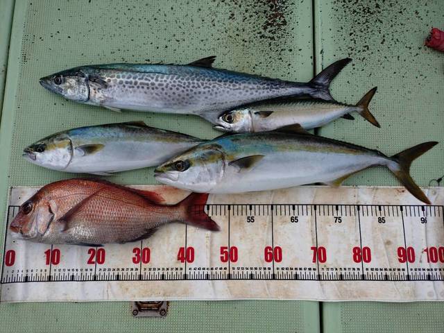 タイ(マダイ)・ハマチ(ブリ)・メジロ(ブリ)・マサバ・サワラ