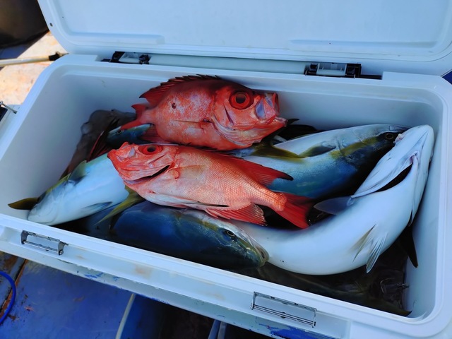 イナダ(ブリ)・キントキ(チカメキントキ)