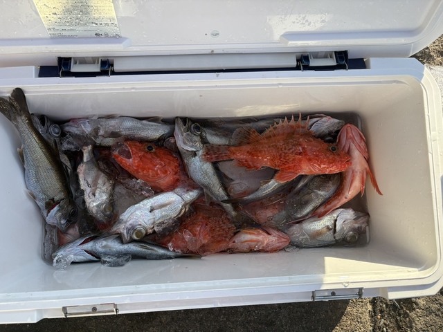 クロムツ・オニカサゴ