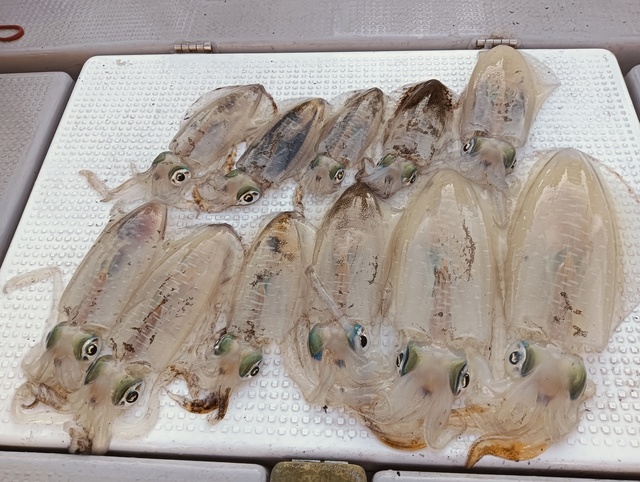 アオリイカ
