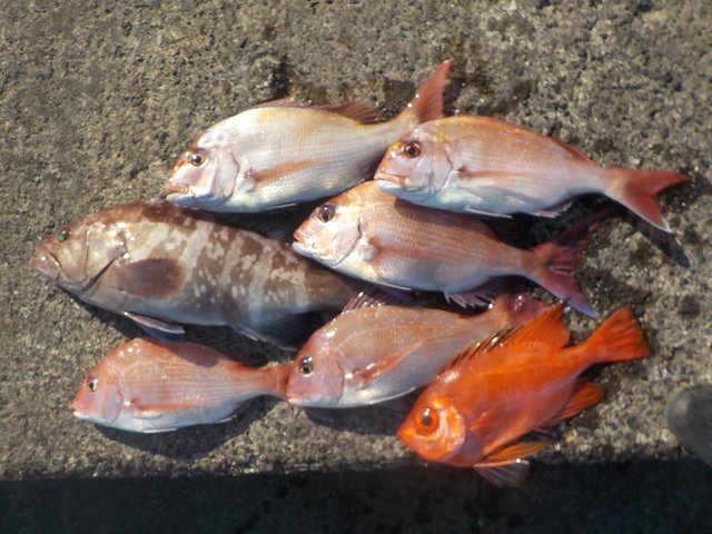 マダイ・ハタ(マハタ)