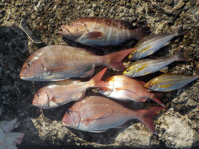 マダイ・ハタ(マハタ)