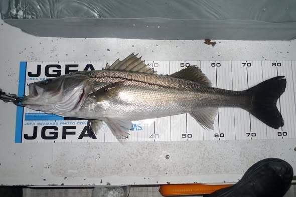 シーバス(スズキ)