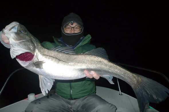 シーバス(スズキ)