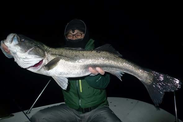 シーバス(スズキ)