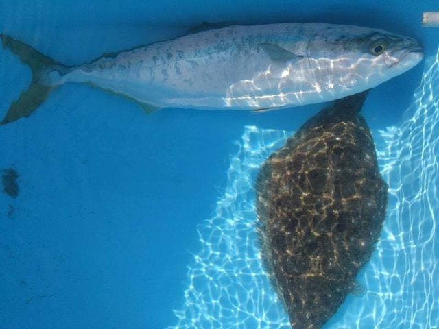 ワラサ(ブリ)・ヒラメ