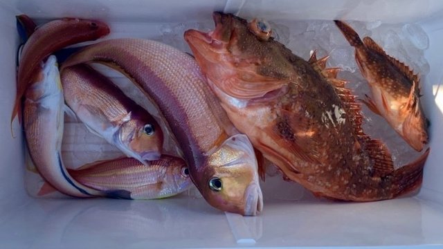 アマダイ(アカアマダイ)